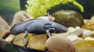 Аксолотль - содержание в домашних условиях (мой опыт)