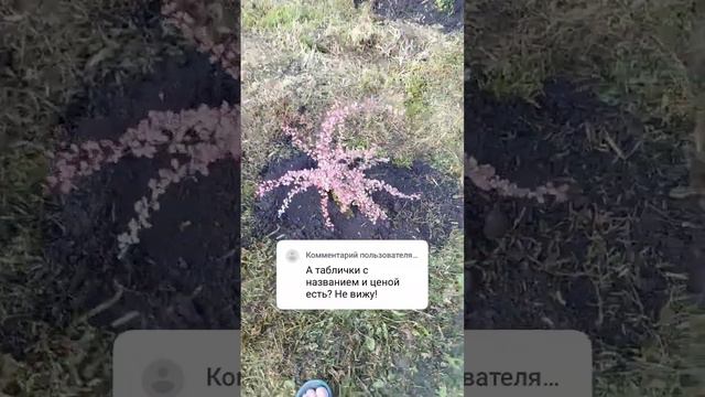 некоторые цены с питомника смотреть онлайн