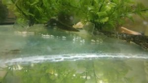 Тритон иглистый в аквариуме.Размножение тритона.личинка тритона