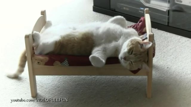 Кот наигрался и решил отдохнуть смотреть онлайн