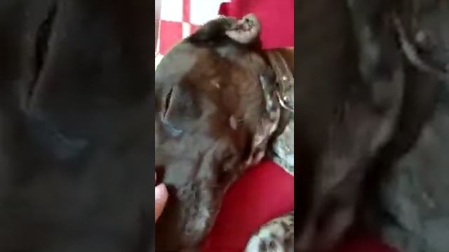 Животные. абхазия.как относятся к животным в абхазии!!нелюди прекрасной страны абсны!?) смотреть онлайн