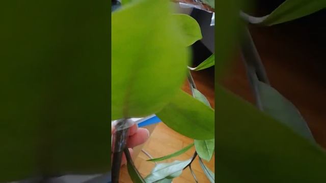 Как спасти сломанную ветку /лист замиокулькаса долларового денежного дерева смотреть онлайн