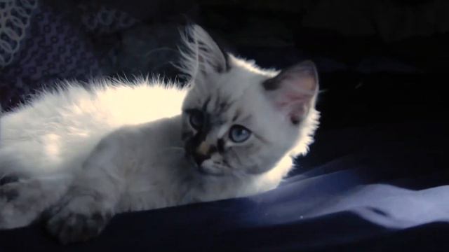 Невская Маскарадная (Котик нежится на солнышке) смотреть онлайн