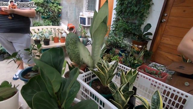 🌱 ANG DAMING INDOOR PLANTS! Where to Buy Indoor Plants (Low Light Plants For Condo)? | I💖TANSYONG T смотреть онлайн