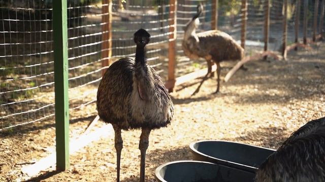 Самые большие животные смотреть онлайн