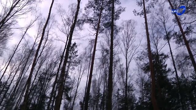 Боеприпас времен ВОВ нашли в лесу недалеко от Мозыря смотреть онлайн