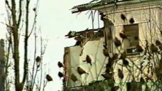 DDT - Dead City