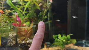 МАЛЯВОЧНИК.ГУППИ, КОРИДОРАС.