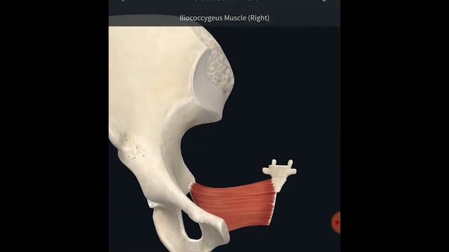 Анатомия 3D Мышцы тазового дна Часть 1 смотреть онлайн