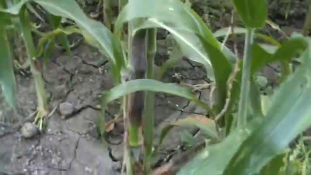 ORGANIC JWARI CROP USE GREEN PLANET BIO PRODUCTS смотреть онлайн