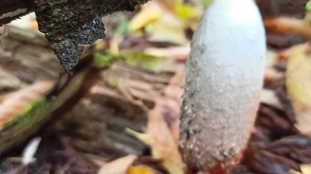 Интересный съедобный гриб, который редко берут, навозник белый (Coprinus comatus) смотреть онлайн