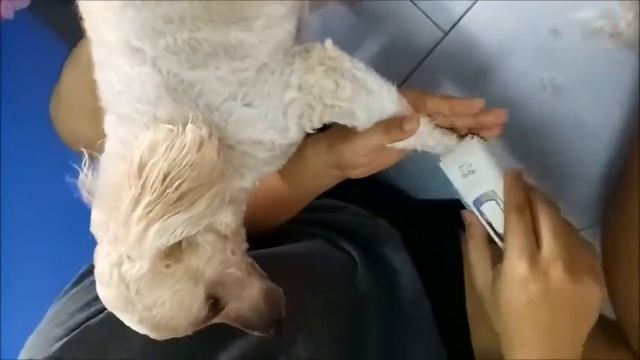 ตัดขนน้องหมา ด้วยปัตตาเลี่ยน kuku kp-3000 смотреть онлайн