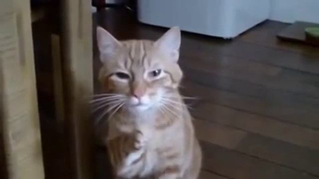 Кот чихает )))) смотреть онлайн