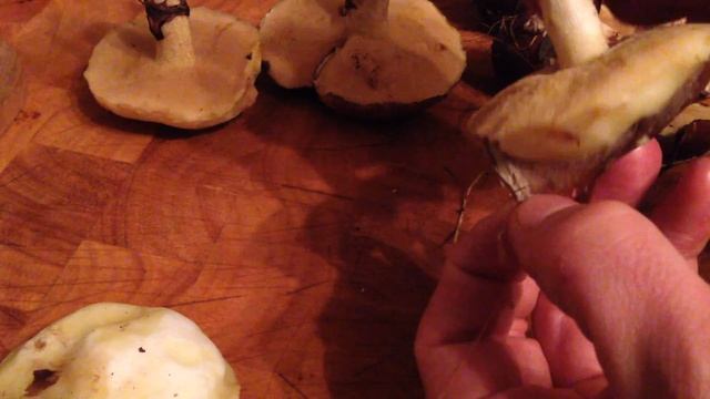 Cleaning slippery jacks, suillus luteus смотреть онлайн