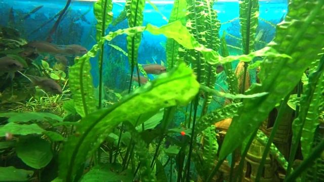 Крым Алушта Аквариум 2020 онлайн экскурсия. Алуштинский аквариум обзор во всей красе. отдых в Алушт смотреть онлайн