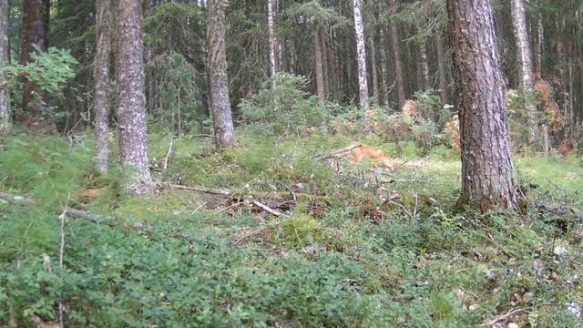 История глухаря на черничнике. Действующие лица – глухарь, лиса, лось, медведь, он же Хозяин. смотреть онлайн