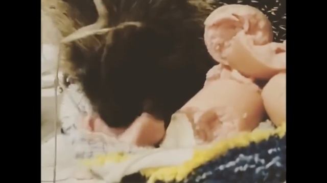 Ёжик лопает сосиску смотреть онлайн
