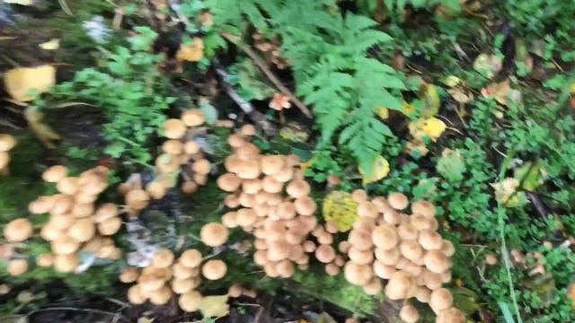 Иду в лес за грибами ( грибов в лесу очень много) смотреть онлайн