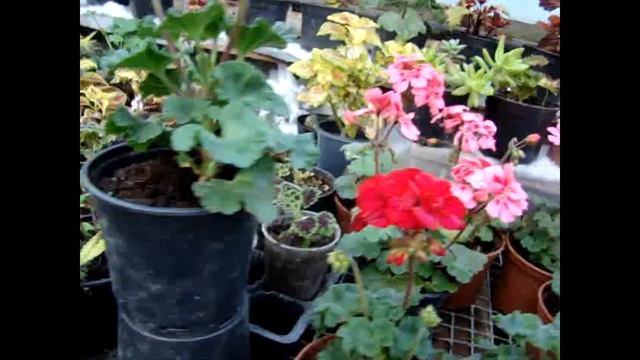 Пеларгония обзор полученных сортов смотреть онлайн