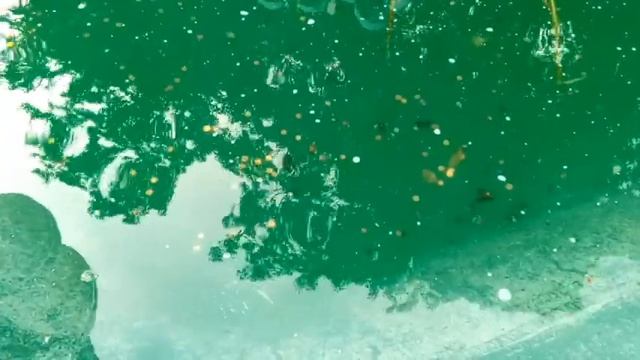 ПАРК ЦВЕТОВ в ГАМБУРГЕ ( Park Planten un Blomen, Hamburg). 22.07.2020 смотреть онлайн