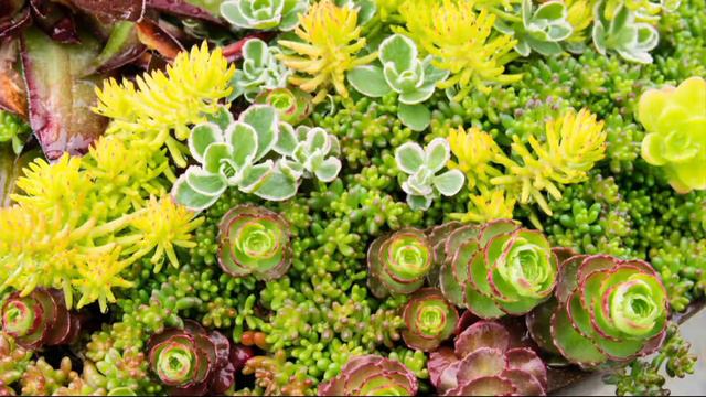 Roberta's Cut and Plant Coco Fiber Succulent Landscape on QVC смотреть онлайн