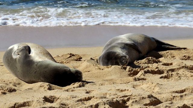 Тюлень - интересные факты