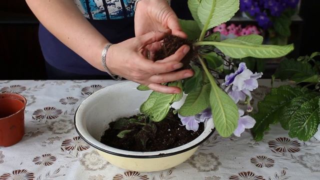 ПЕРЕСАДКА взрослого СТРЕПТОКАРПУСА. Удаление пасынков. #4 смотреть онлайн