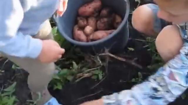 Выращивание картофеля Potato Cultivation