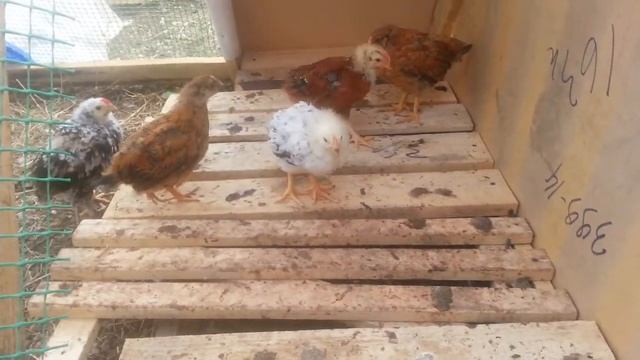 Переносной домик для цыплят для выгула. смотреть онлайн