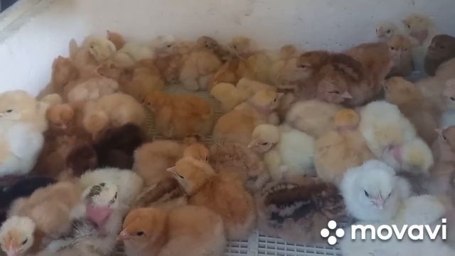 эксперимент окончен. Вывод цыплят из месячного яйца из холодильника смотреть онлайн