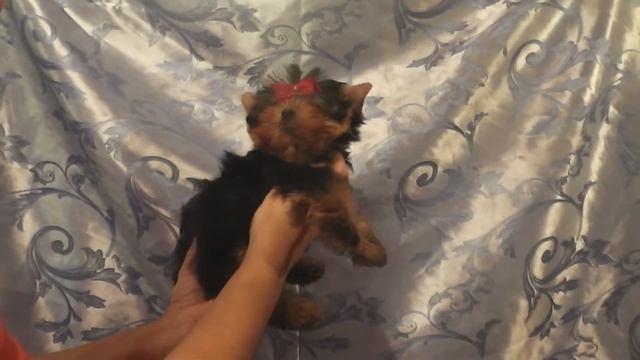 ЭЛИТНЫЕ КУКОЛЬНЫЕ ЙОРКИ НА САЙТЕ MARIYA-YORKSHIRETERR.NAROD.RU смотреть онлайн