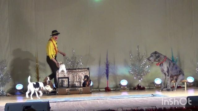Цирковой номер с дрессироваными собаками "Комическая дрессура"/Clown with dogs/ смотреть онлайн