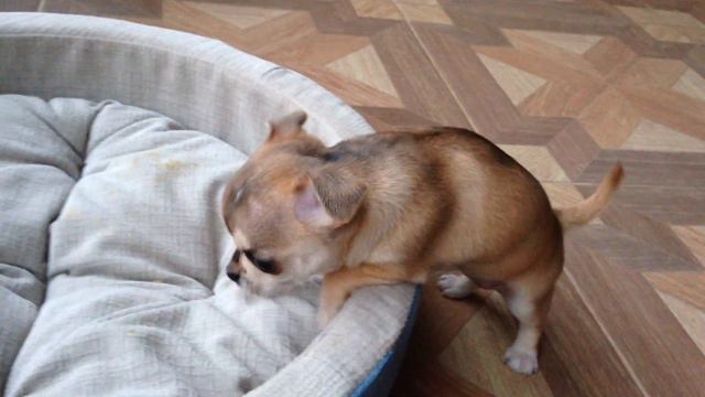 Чихуахуа мини девочка смотреть онлайн