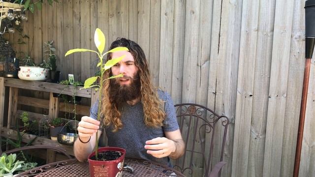How to Prune an Avocado Tree смотреть онлайн
