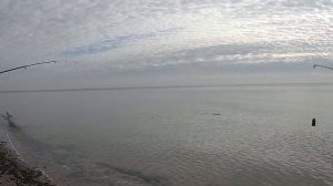 Пеленгас ловля с берега на спининг