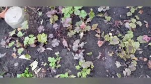 Не повторяйте моих ошибок?...Гейхеры в горшках?