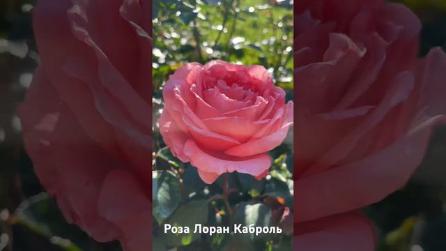 Роза Лоран Каброль/rose Laurent Cabrol смотреть онлайн