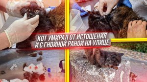 Спасение истощенного уличного кота с гнойной раной на шее.
