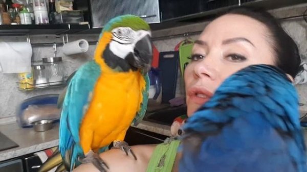 Приехал Элвис. Сидим болтаем. Говорящий попугай. Попугай ара говорит, Гиацинтовый Ара, какаду.