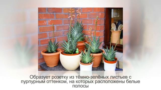 ТОП-10 самых красивых видов АЛОЭ для комнатного цветоводства | Фото и названия смотреть онлайн
