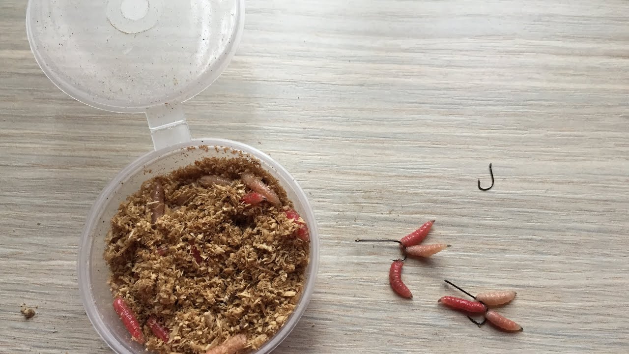 Опарыш. Как правильно наживлять насаживать  надевать опарыша