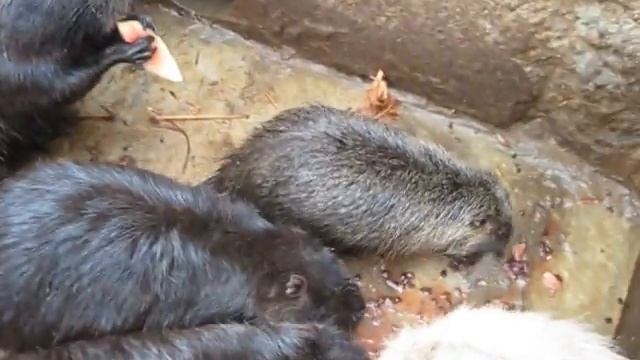 Сочные корма вместо воды!