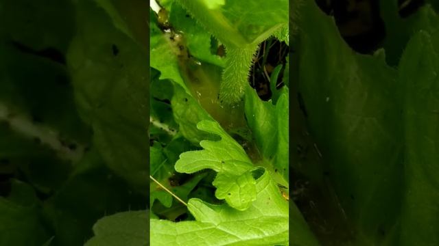 Купальня для насекомых ? #растения #nature #природа #вода смотреть онлайн