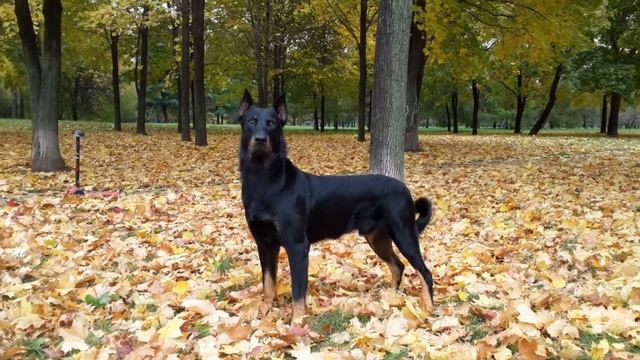 BEAUCERON - БОСЕРОН смотреть онлайн
