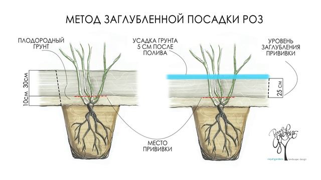 Метод заглубленной посадки роз смотреть онлайн