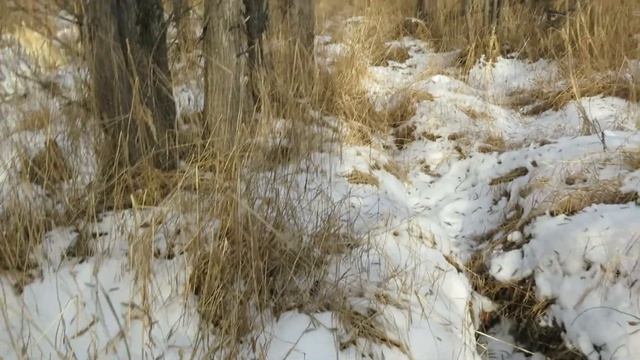 Акведук в арктическом исполнении Дальний Восток Охотское море Жизнь в лесу ч65 29 октябрь 2022 смотреть онлайн