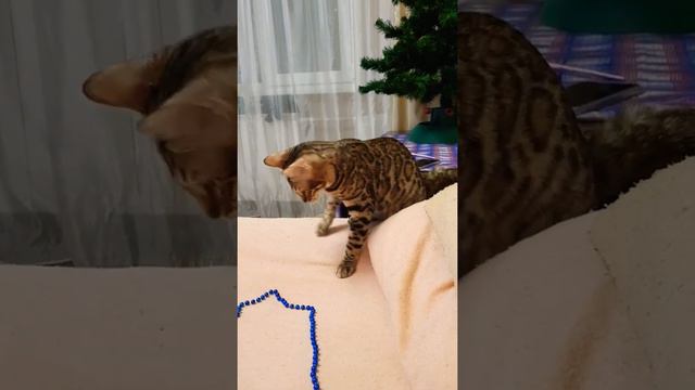 Бенгальская кошка