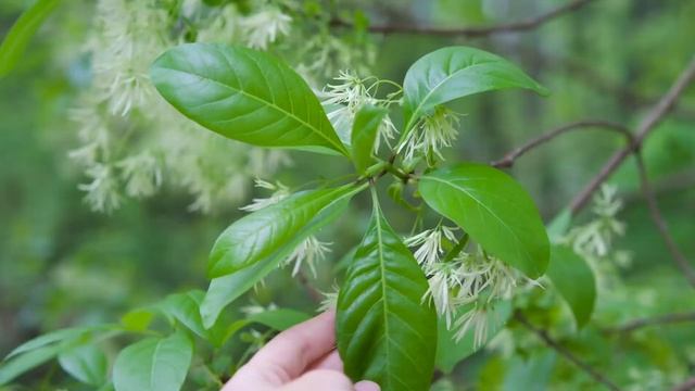White fringetree (Chionanthus virginicus) - Plant Identification смотреть онлайн