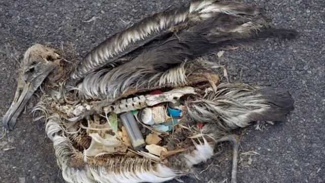 Вред пластика для животных смотреть онлайн