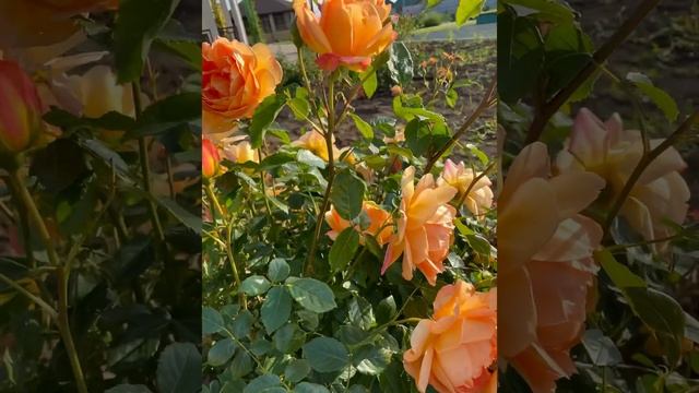 Английская романтическая роза ЛЕДИ ОФ ШАЛОТ / Lady Of Shalott /. Крым. Витино.